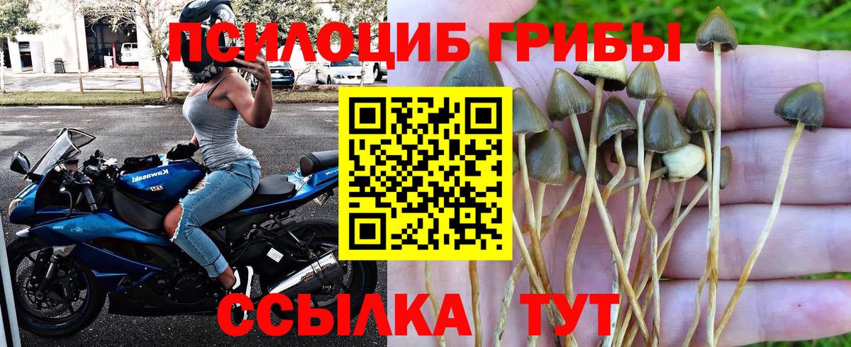 Чистополь  Псилоцибиновые грибы мухоморы  Вход с VPN 